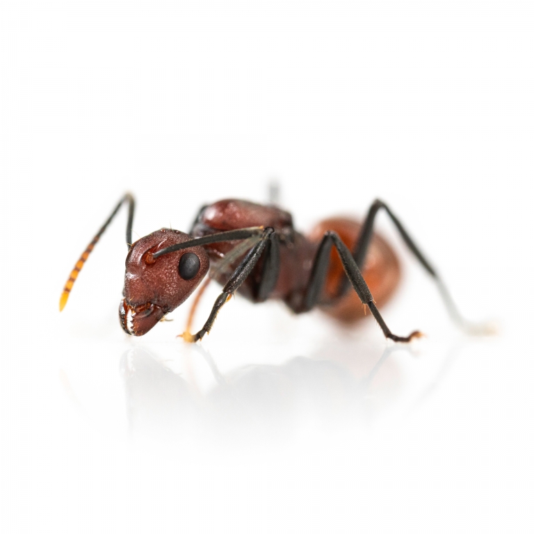 Polyrhachis thrinax